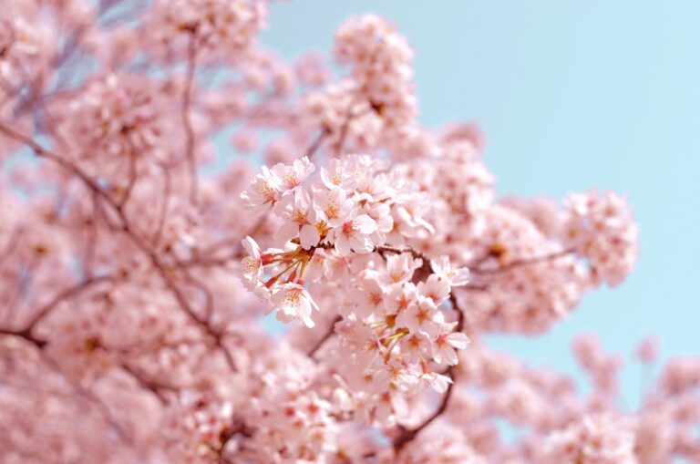 Cherry Blossom of Bliss: The Symbolism