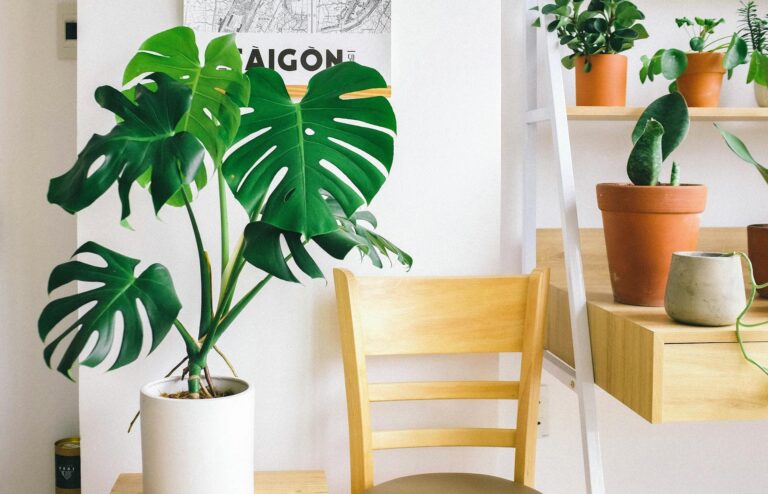 How I Grew A Magically Healthy Monstera