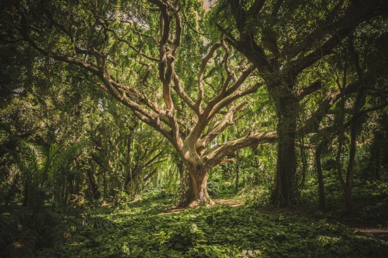 Willow Tree in Ancient Beliefs