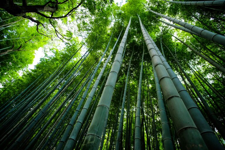 Bamboo – The Symbol of Resilience