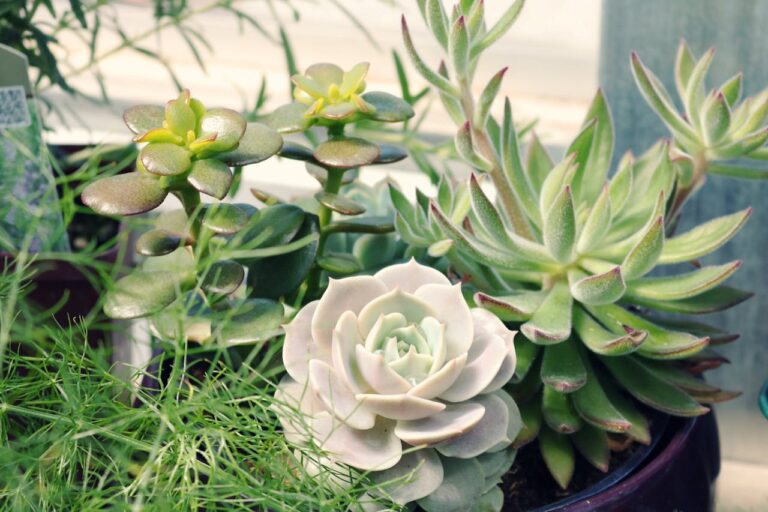 Zen and the Art of Succulent Maintenance