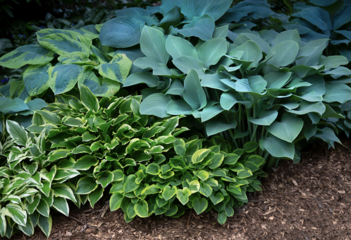 Rare Hostas: Unique Varieties for the Collector - Leaf Grace