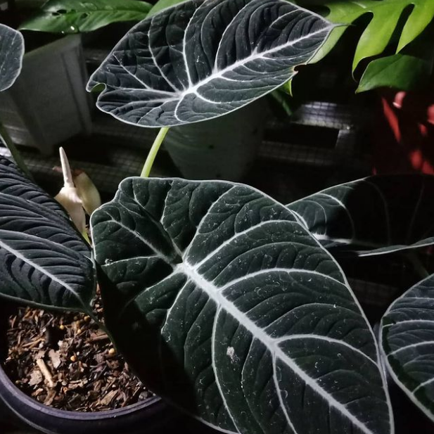 Chasing Shadows: The Quest for the Black Velvet Alocasia