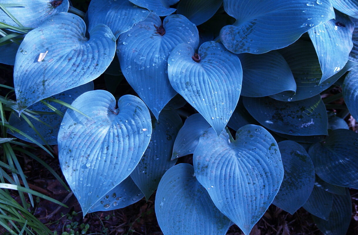 Rare Hostas: Unique Varieties for the Collector - Leaf Grace