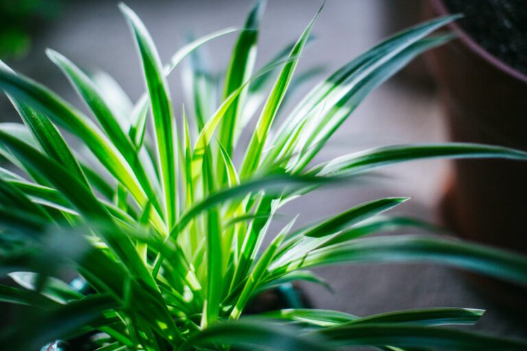 Best Tools for Growing Spider Plant Babies