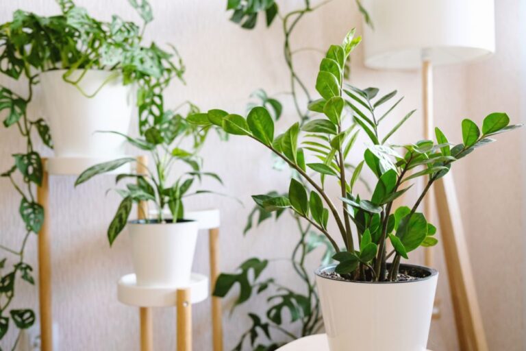 Low-Maintenance Charm: How ZZ Plant Thrives in Any Space