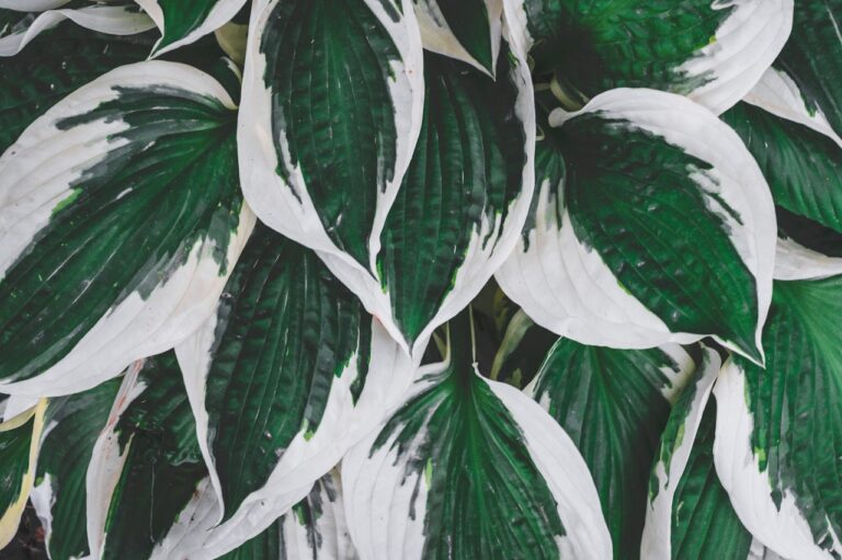 Rare Hostas: Unique Varieties for the Collector - Leaf Grace