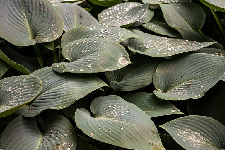 Rare Hostas: Unique Varieties for the Collector - Leaf Grace