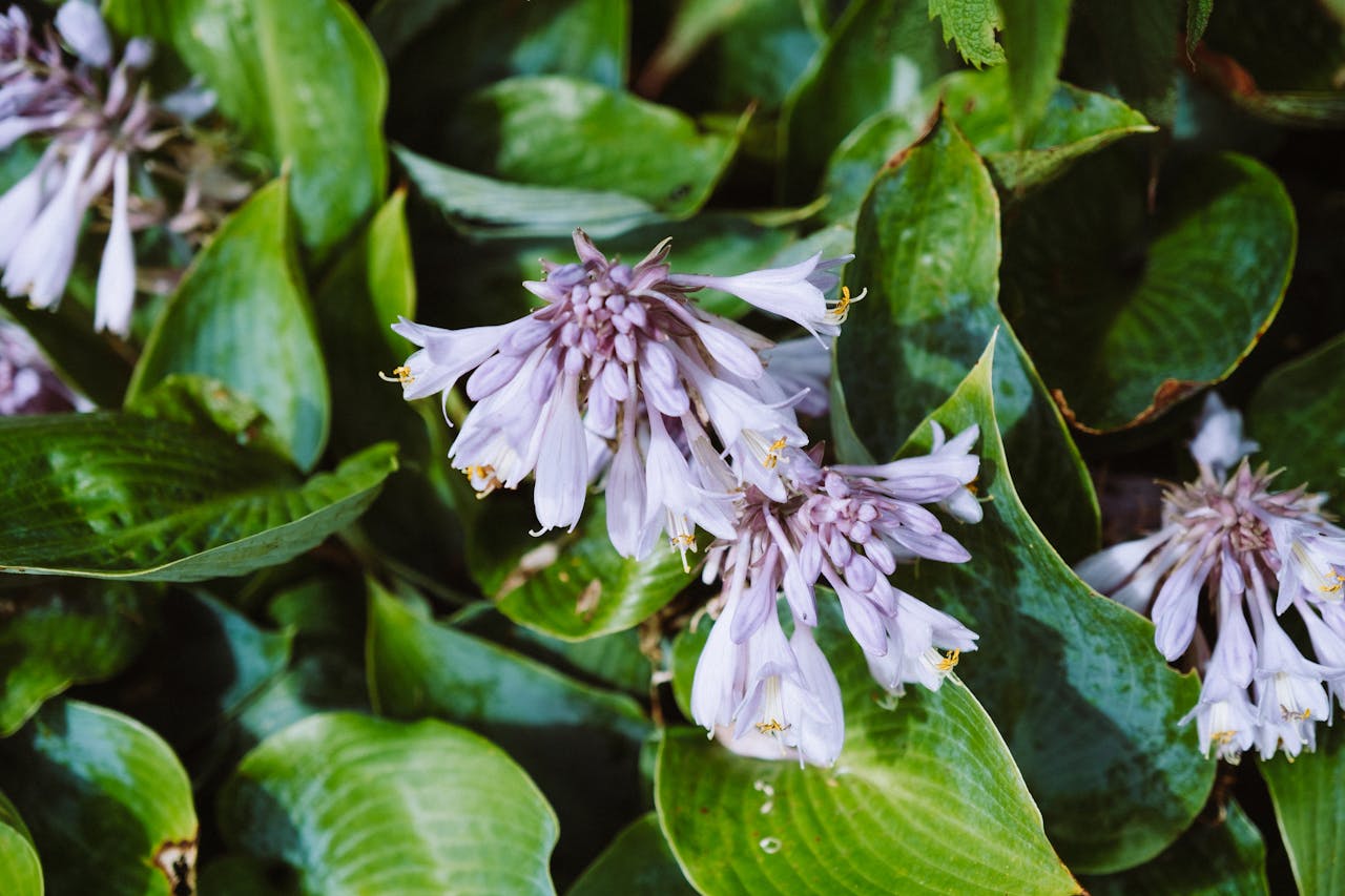 Rare Hostas: Unique Varieties For The Collector - Leaf Grace