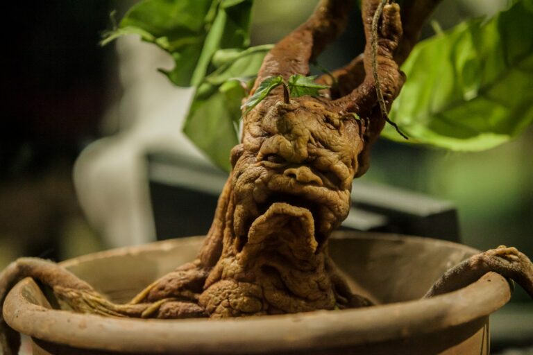 The Mythical Powers of the Mandrake