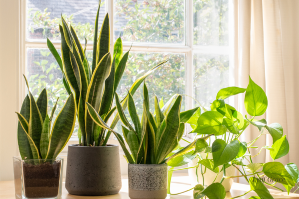 low-light pet-friendly plants