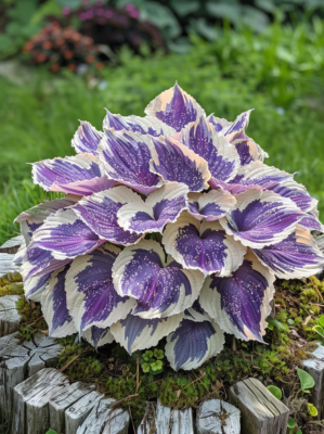 Lavender and White Hosta