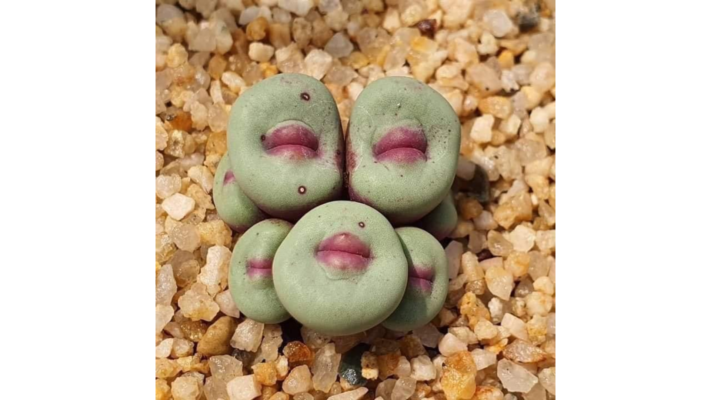 Conophytum Pageae rock-shaped rare plants