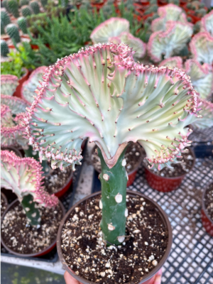 Coral Cactus Animal-Shaped Rare Plants