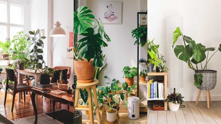 Plant Quiz: Your Plant Personality Revealed!!