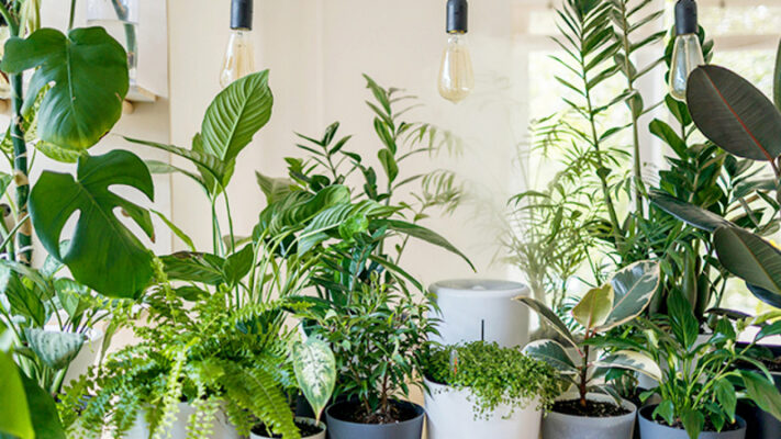 Indoor plants