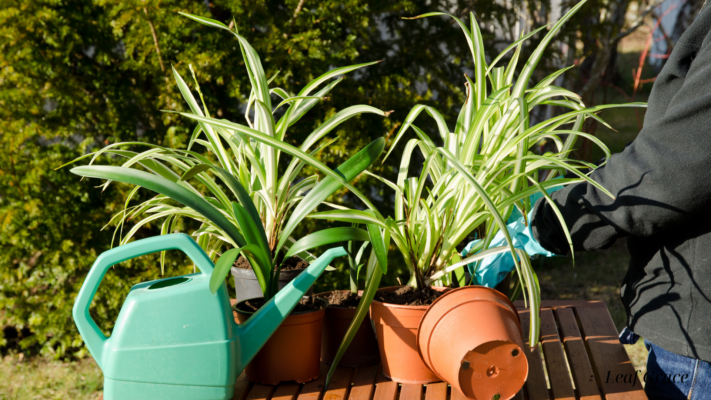 Spider Plant