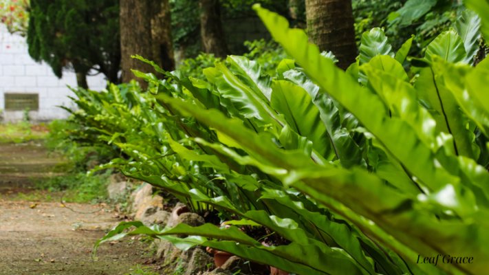 Bird's Nest Fern