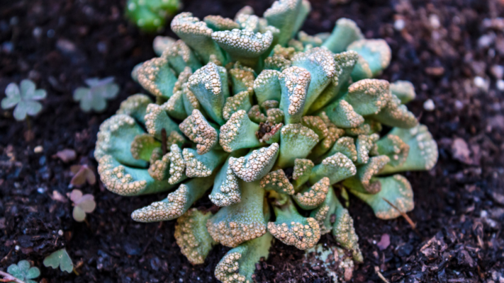 Titanopsis calcarea