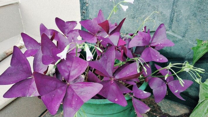 A Purple Butterfly Plant