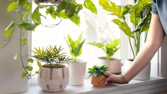 Stress reducing plants