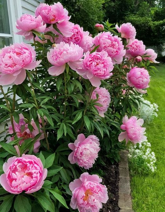 Here’s a comprehensive guide on how to grow peonies, including tips and tricks to ensure they bloom beautifully, as well as what to avoid