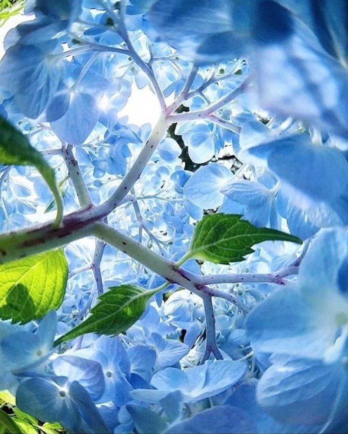 The Enchanting World Inside a Hydrangea