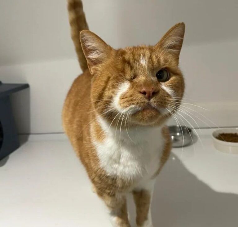 I’ve applied to adopt this stray, one-eyed FIV cat. What would you name him?