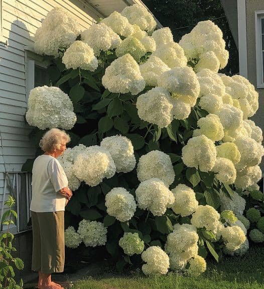 The most beautiful hydrangeas