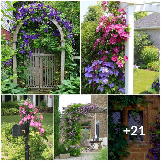 Clematis Majesty: Elevate Your Yard and Garden with Trending Climbing Plant Innovations