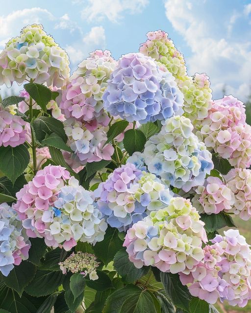  Hydrangea (Hydrangea macrophylla) 