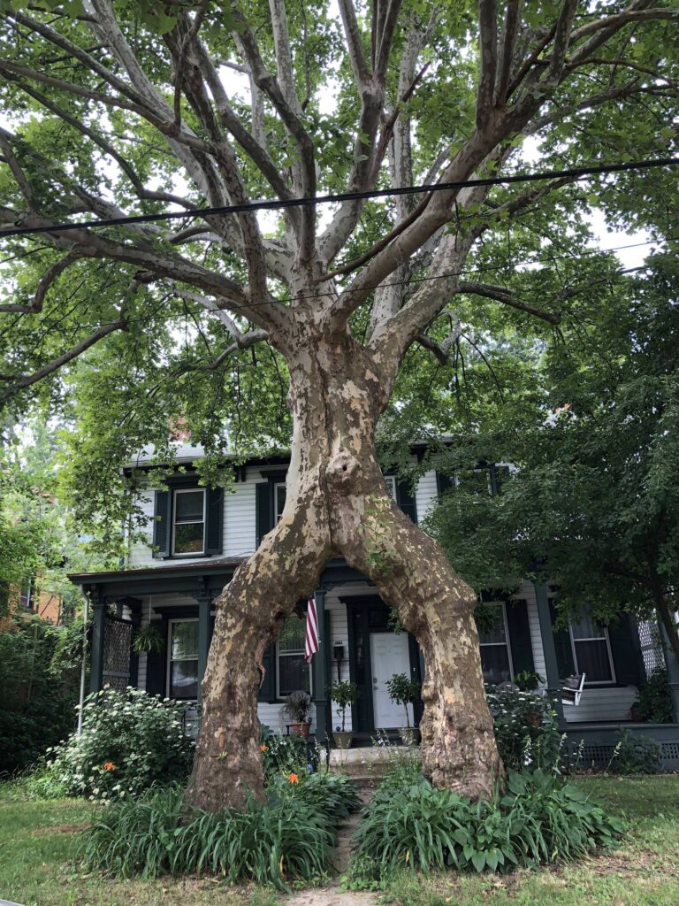 The Symbol of Unity: A Sycamore Love Story