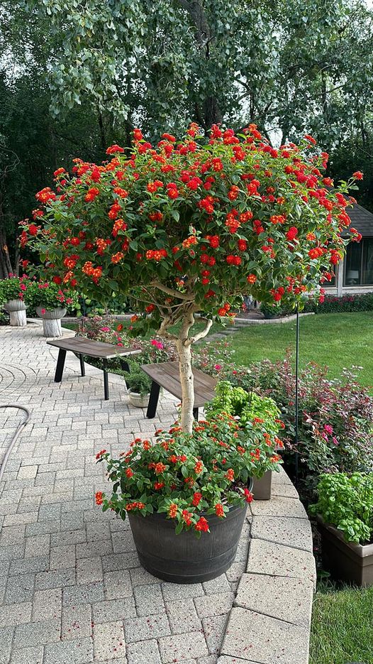 Trying to figure out what this plant is…? It’s been growing in a pot for 20 years.