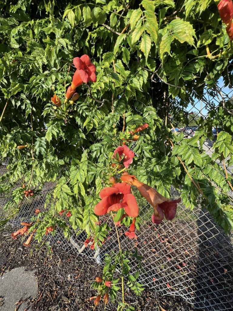 Trying to figure out what this plant is… Growing in a parking lot in Virginia , Chesapeake!