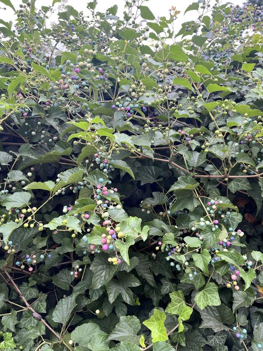 What are these rainbow berries