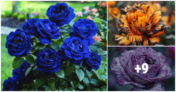 Enchanting Blooms: A Collection of Unique and Colorful Roses