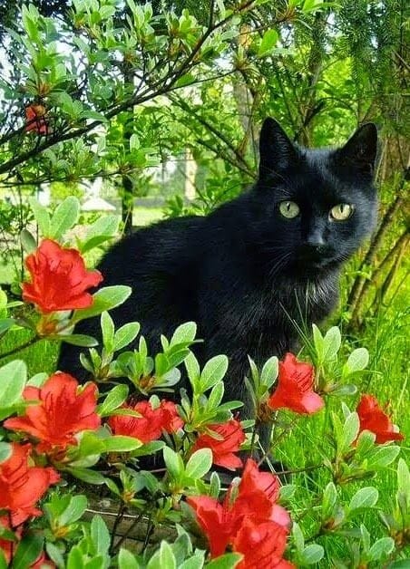 Beautiful plants bloomed in the garden Help me name my cat!