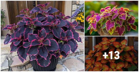 A Symphony of Colors: Discovering the Beauty of Coleus Plants