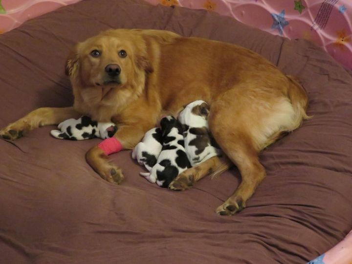 Not quite what we were expecting – Our foster dog and Golden Mix gave birth yesterday. To baby cows. She is one proud Mama.