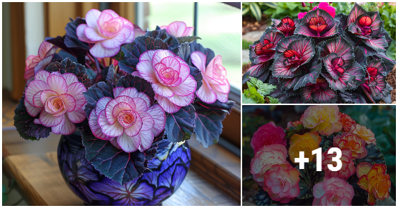 A Burst of Blooms: Exploring the Exquisite Beauty of Begonias