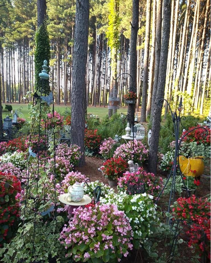 My garden is located in a shady area among rows and rows of pine trees.