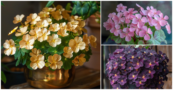 The Enchanting World of Shamrock Plants: Discover the Diverse Beauty of Oxalis Varieties