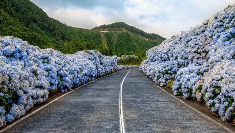 Explore the world’s most charming flower-filled roads