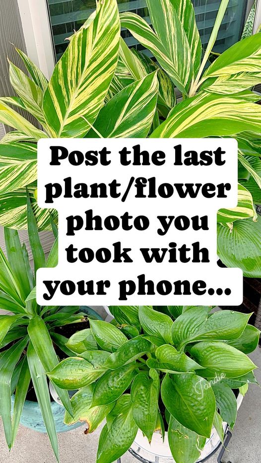 Post the last plant/ flower photo you took with your phone…. It’s fun! Let’s join.