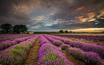 Explore the world’s most spectacular flower paths