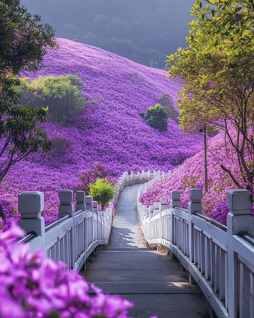 Lavender Pathway