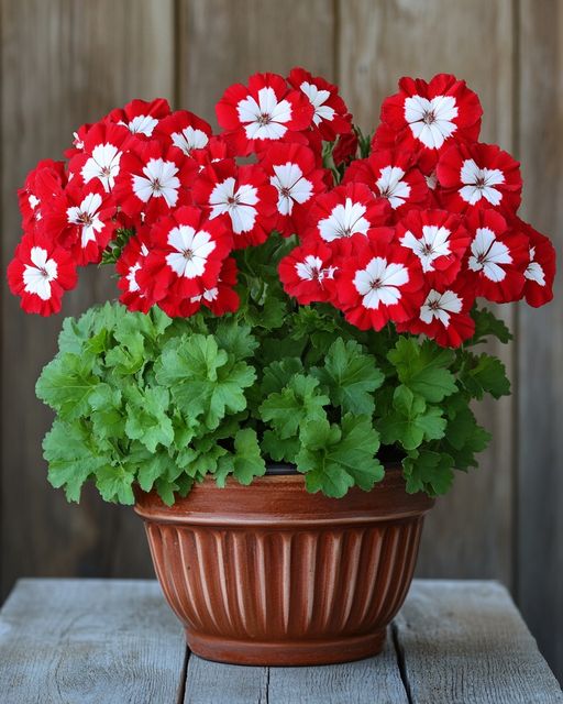 Red and White Geraniums