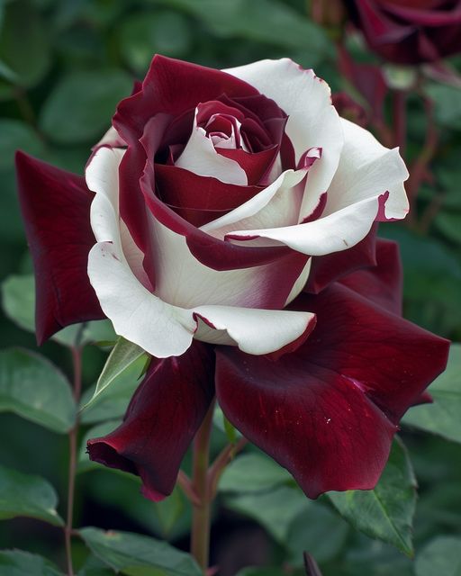 Burgundy and White Rose