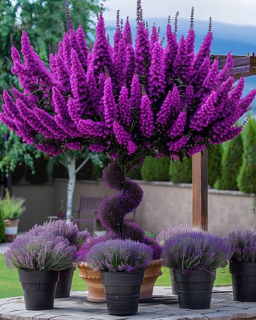 Lavender Topiary