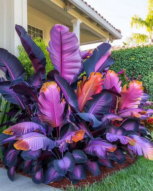 Rainbow Caladium Plant